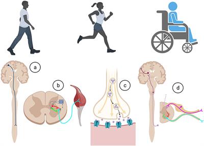 Editorial: Dysfunction and Repair of Neural Circuits for Motor Control